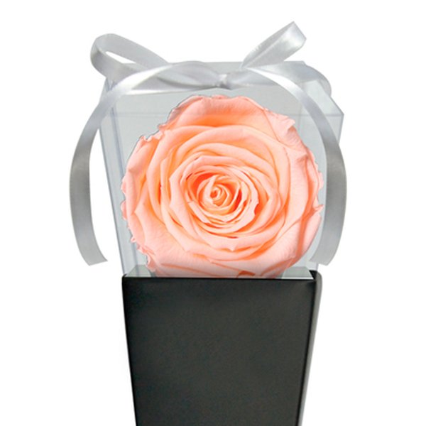 Cone Preto de Rosa Encantada Champanhe