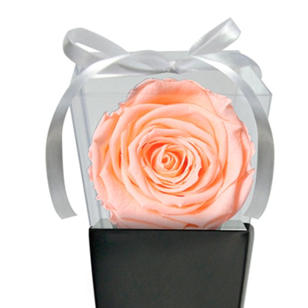 Cone Preto de Rosa Encantada Champanhe