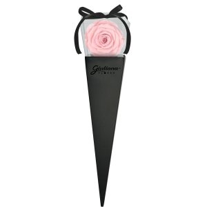 Imagem de Cone Preto de Rosa Encantada Cor de Rosa