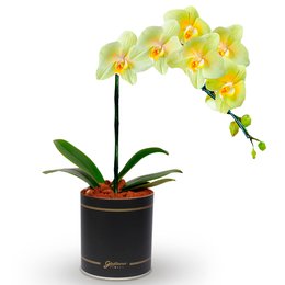 Imagem de Orquídea Amarela no Box Flores