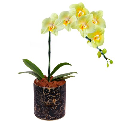 Orquídea Amarela no Box Flores