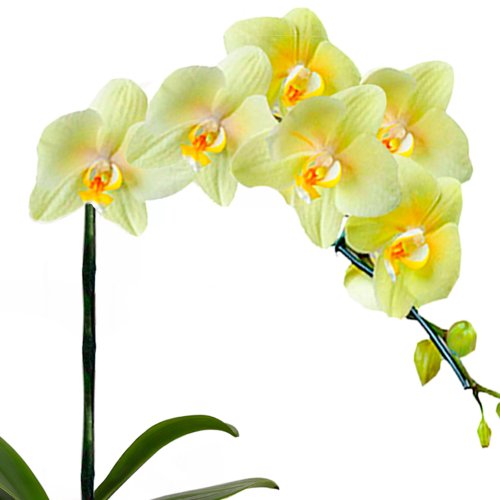 Orquídea Amarela no Box Flores