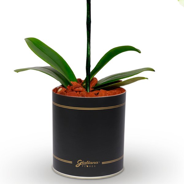 Orquídea Amarela no Box Flores