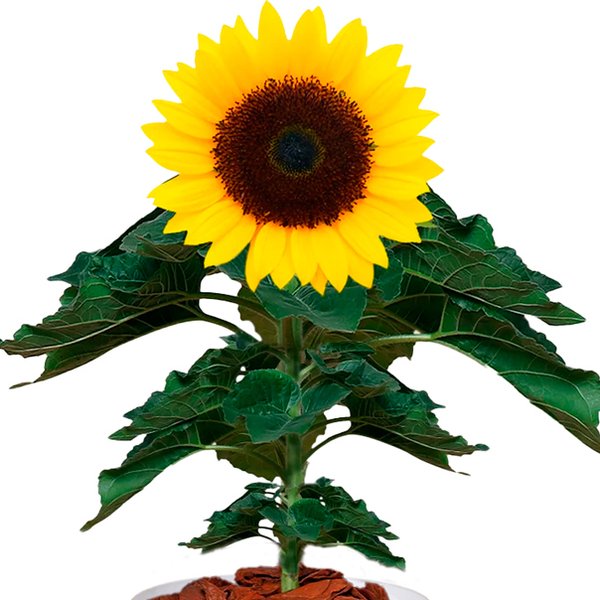 Girassol Plantado no Box Flores