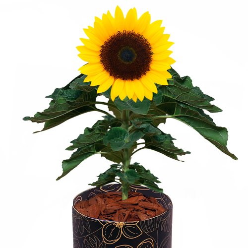 Girassol Plantado no Box Flores