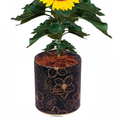 Girassol Plantado no Box Flores