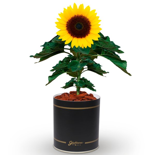 Girassol Plantado no Box Flores