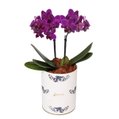 Orquídea Mini Rara Lilás no Box Azulejo