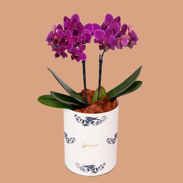 Orquídea Mini Rara Lilás no Box Azulejo