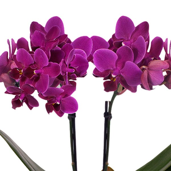 Orquídea Mini Rara Lilás no Box Azulejo