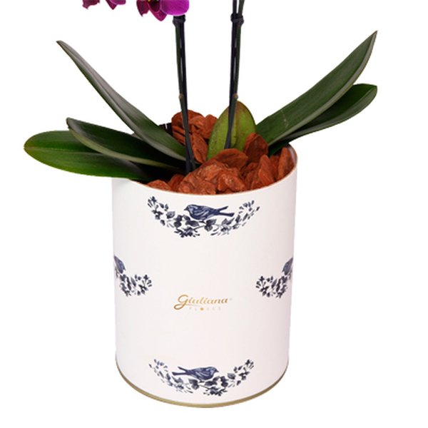 Orquídea Mini Rara Lilás no Box Azulejo