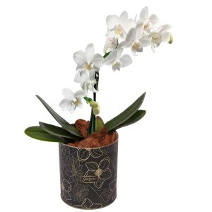 Imagem de Orquídea Mini Rara Branca no Box Floral