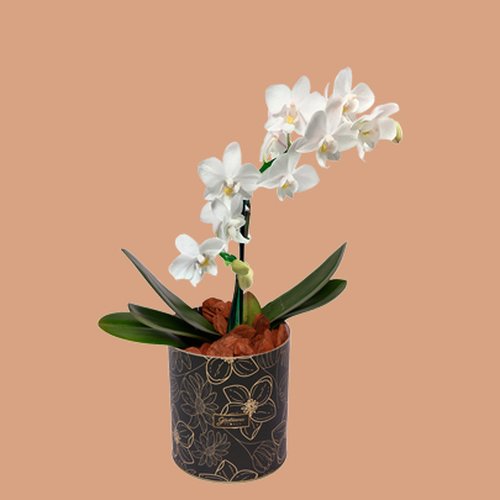 Orquídea Mini Rara Branca no Box Floral