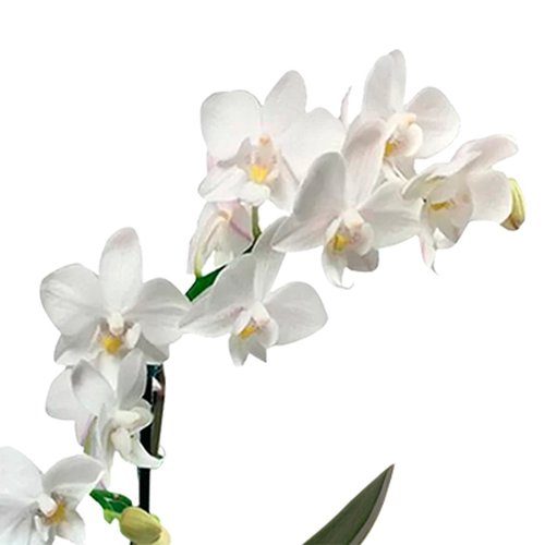 Orquídea Mini Rara Branca no Box Floral