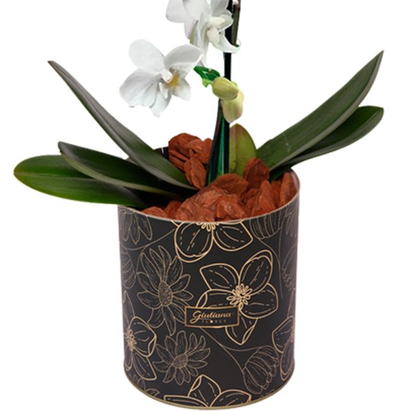 Orquídea Mini Rara Branca no Box Floral