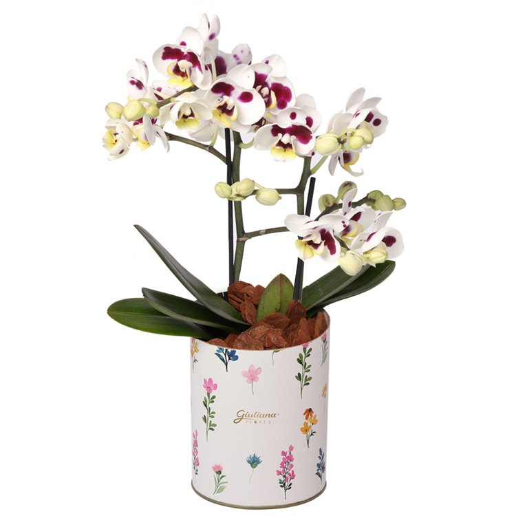 Orquídea Mesclada no Mini Box Flores | Giuliana Flores