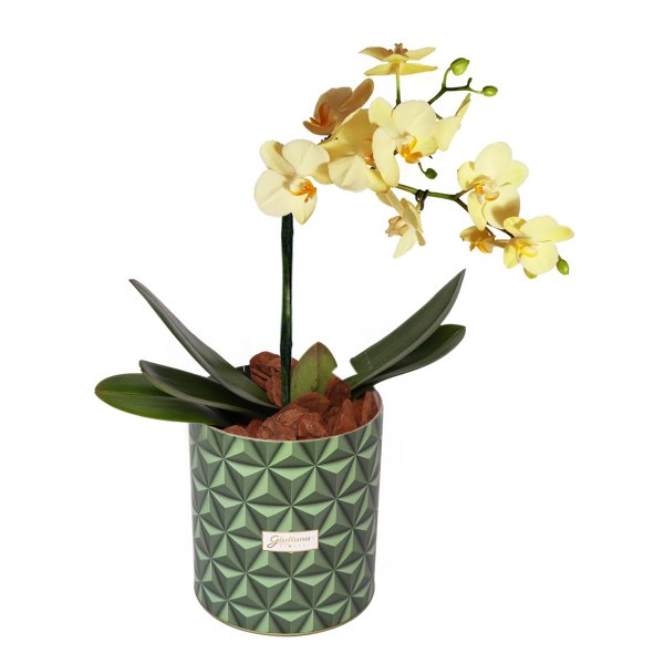 Orquídea Mini Rara Amarela no Box Grafismo