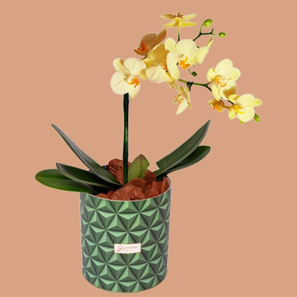 Orquídea Mini Rara Amarela no Box Grafismo