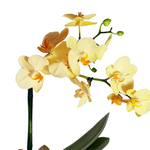 Orquídea Mini Rara Amarela no Box Grafismo