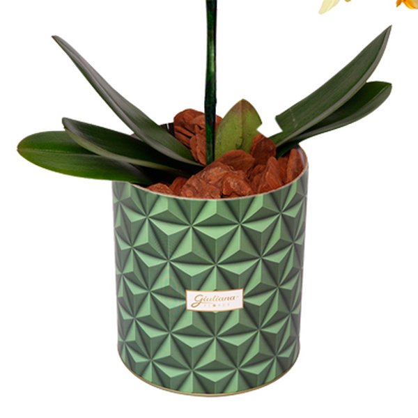 Orquídea Mini Rara Amarela no Box Grafismo