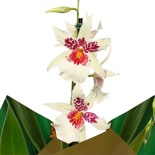 Orquídea Miltonia Plantada Branca