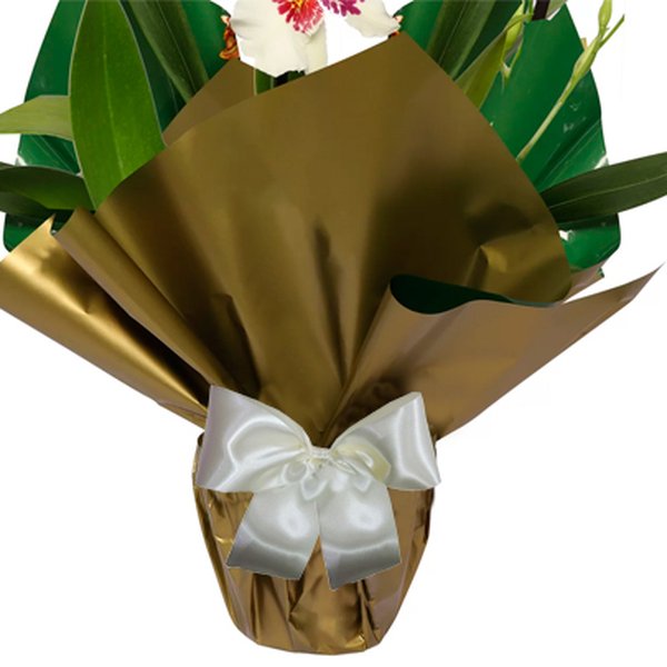 Orquídea Miltonia Plantada Branca