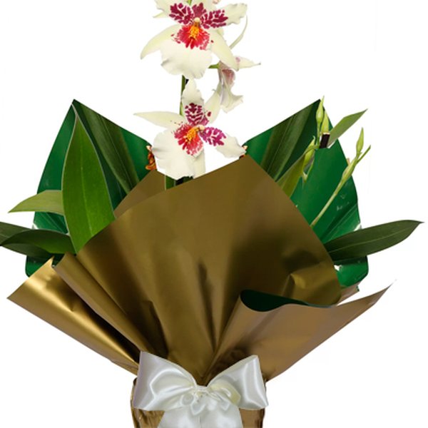 Orquídea Miltonia Plantada Branca