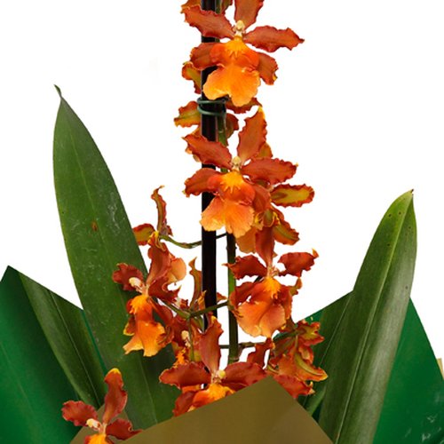 Orquídea Colmanara Plantada | Giuliana Flores