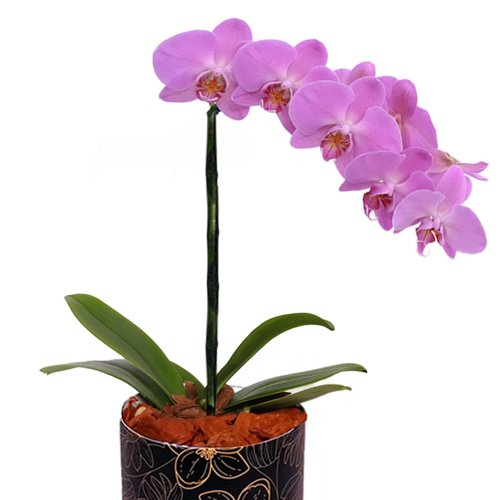 Orquídea Pink no Box Flores