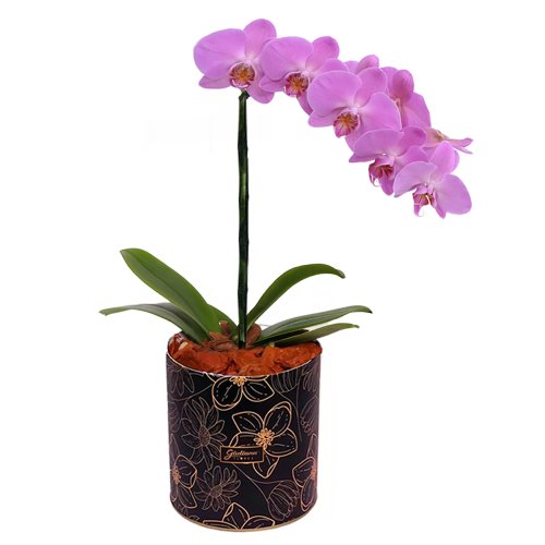 Orquídea Pink no Box Flores