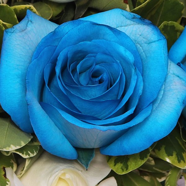 Mix Rosas e Balões no Box Azulejo