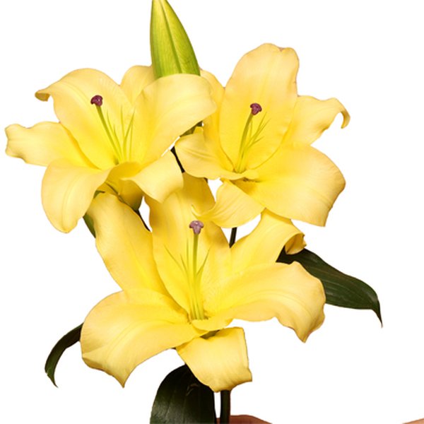 Lírio Amarelo Personalize - Galho com 3 Flores