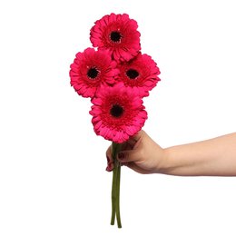 Imagem de Gérberas Pink de Corte Personalize - 4 Unid.