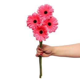 Imagem de Gérberas Cor Rosa de Corte Personalize - 4 Unid.