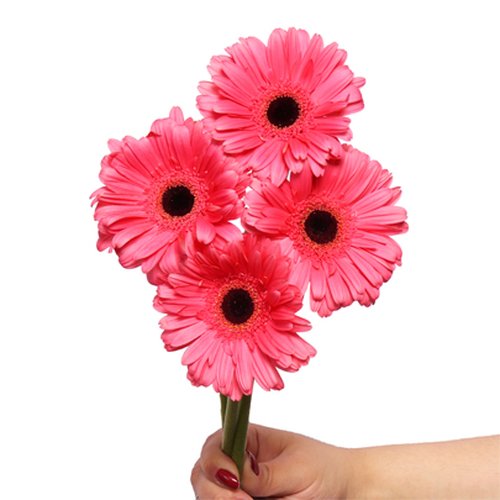 Gérberas Cor Rosa de Corte Personalize - 4 Unid.