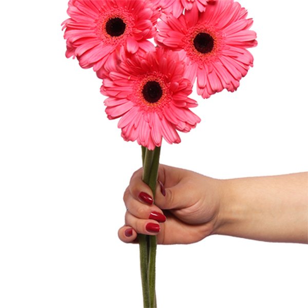 Gérberas Cor Rosa de Corte Personalize - 4 Unid.