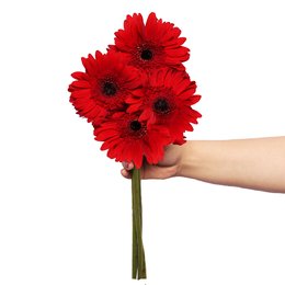 Imagem de Gérberas Vermelhas de Corte Personalize - 4 Unid.
