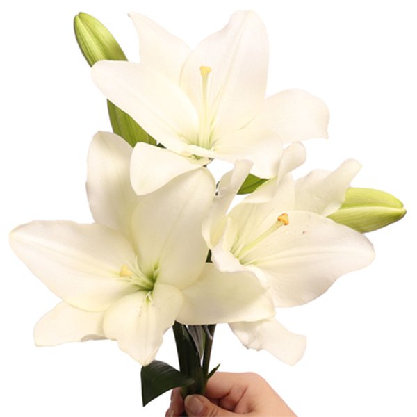 Lírio Branco Personalize - Galho com 3 Flores
