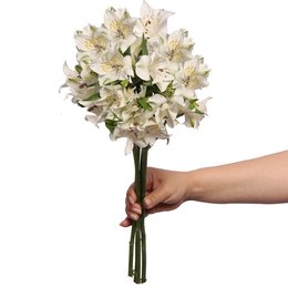 Imagem de Astromélias Brancas Personalize  - 4 Galhos