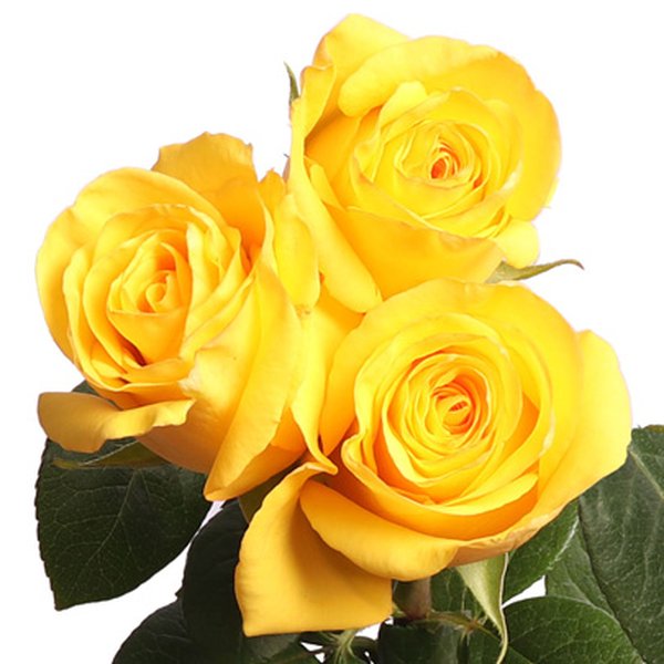 Três Rosas Nacionais Amarelas Personalize