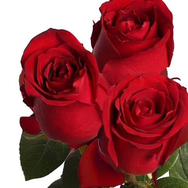 Três Rosas Nacionais Vermelhas Personalize