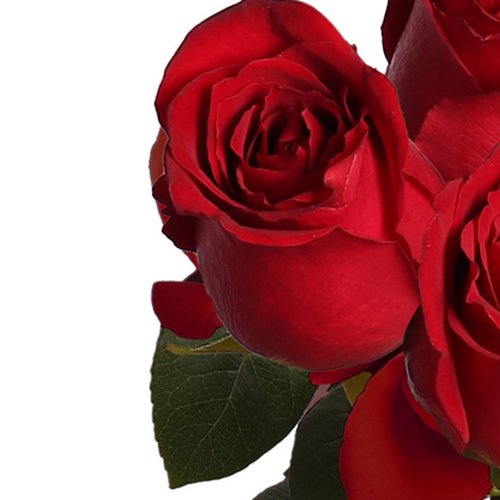 Três Rosas Nacionais Vermelhas Personalize