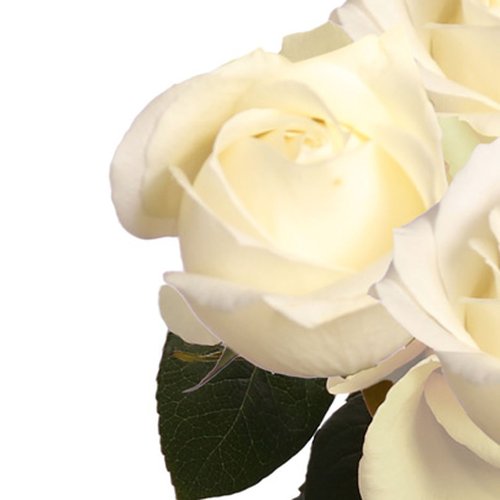 Três Rosas Nacionais Brancas Personalize