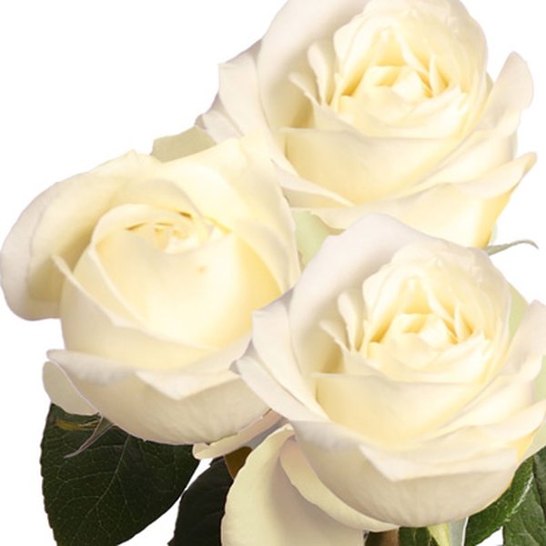 Três Rosas Nacionais Brancas Personalize