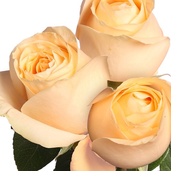 Três Rosas Nacionais Champanhe Personalize
