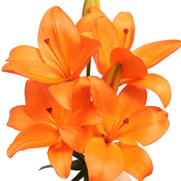 Lírio Laranja Personalize - Galho com 3 Flores
