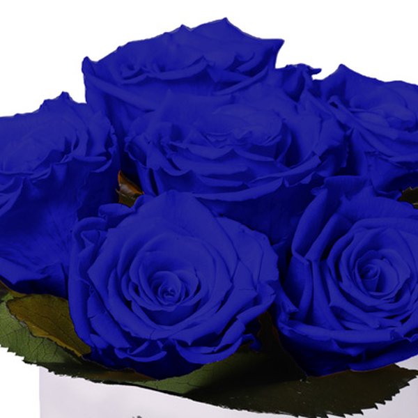 Esplendor de Rosa Encantada Azul