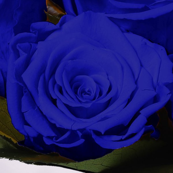Esplendor de Rosa Encantada Azul
