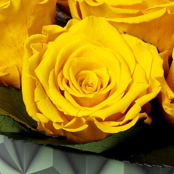 Esplendor de Rosa Encantada Amarela