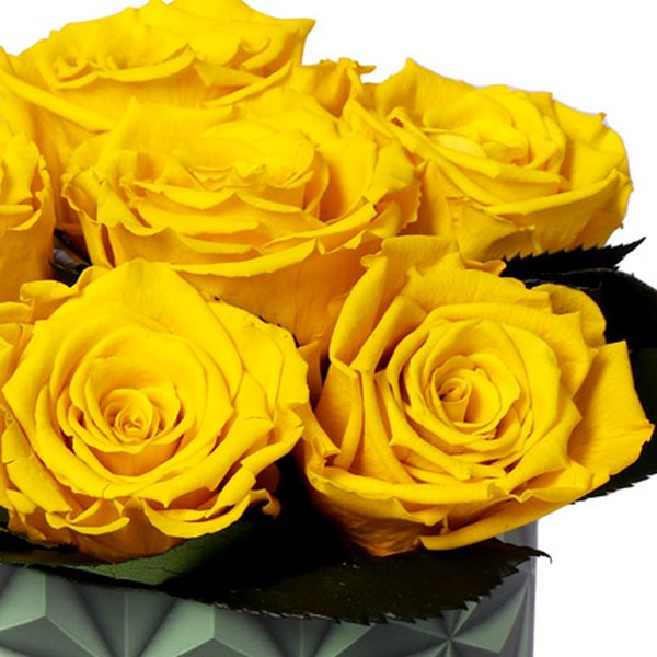 Esplendor de Rosa Encantada Amarela
